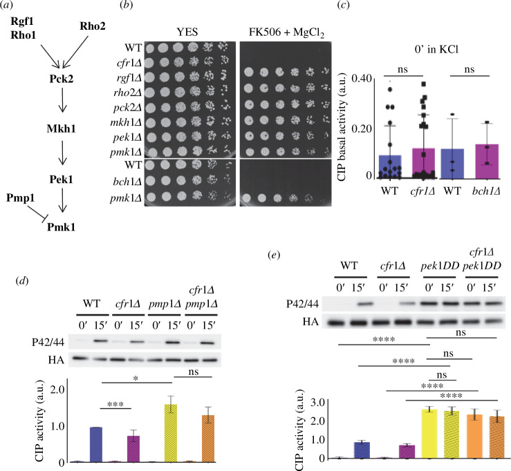 Exomer is not a component of the cell integrity pathway (CIP)