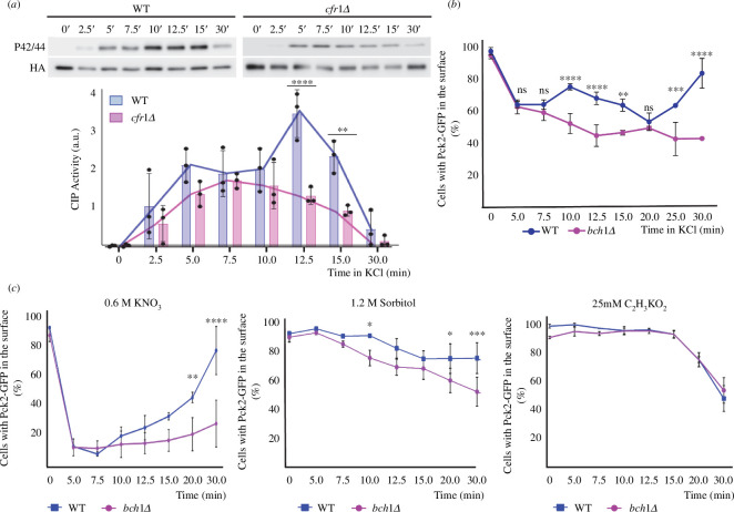 Inefficient cell integrity pathway (CIP) activation correlates with defects in the localization of Pck2.