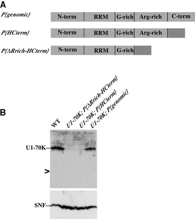 Figure 3.—