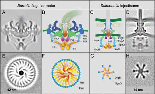 FIGURE 4