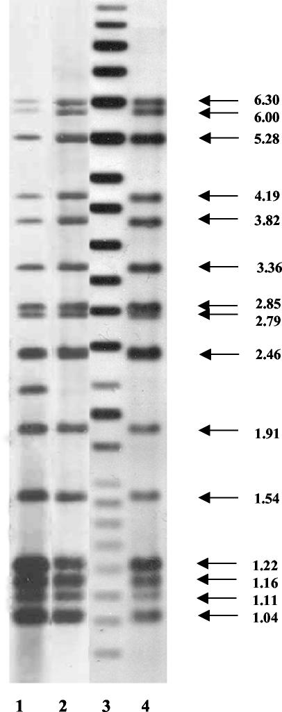 FIG. 2.