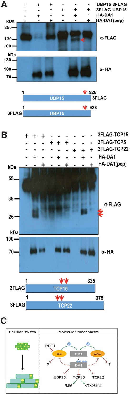 Figure 7.