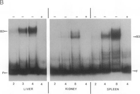 graphic file with name pnas01026-0301-b.jpg