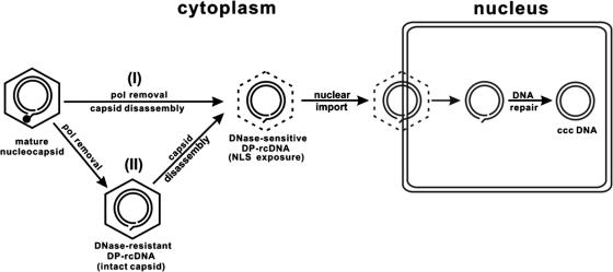 FIG. 11.