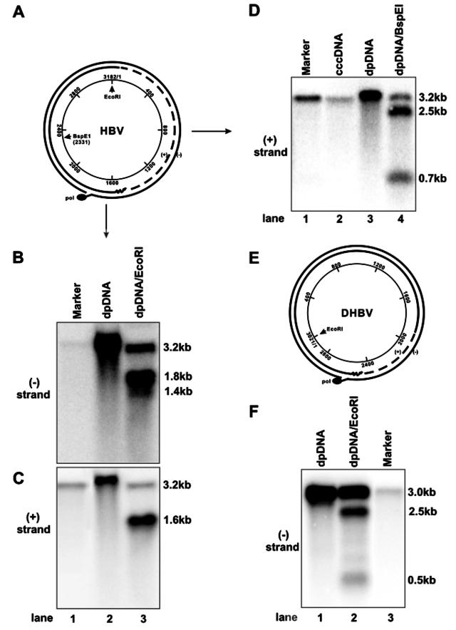 FIG. 5.