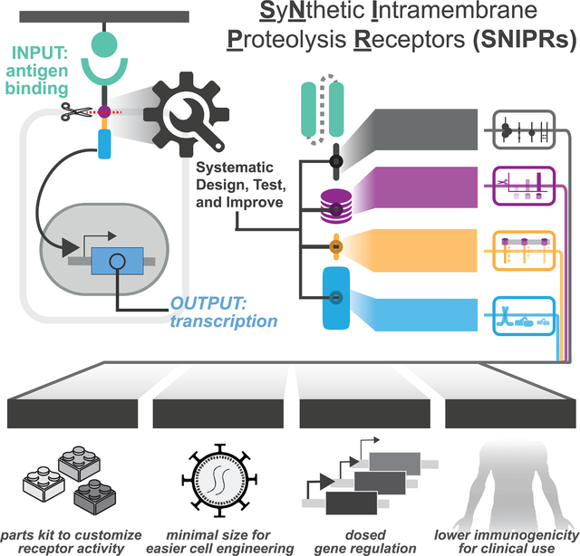 graphic file with name nihms-1796456-f0001.jpg