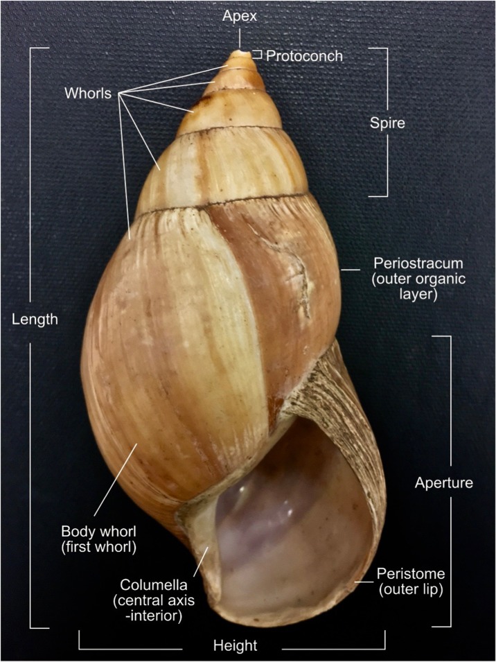 Fig. 2