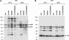 FIG 7