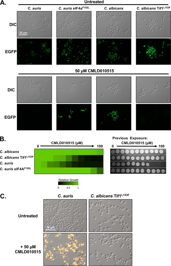 FIG 3