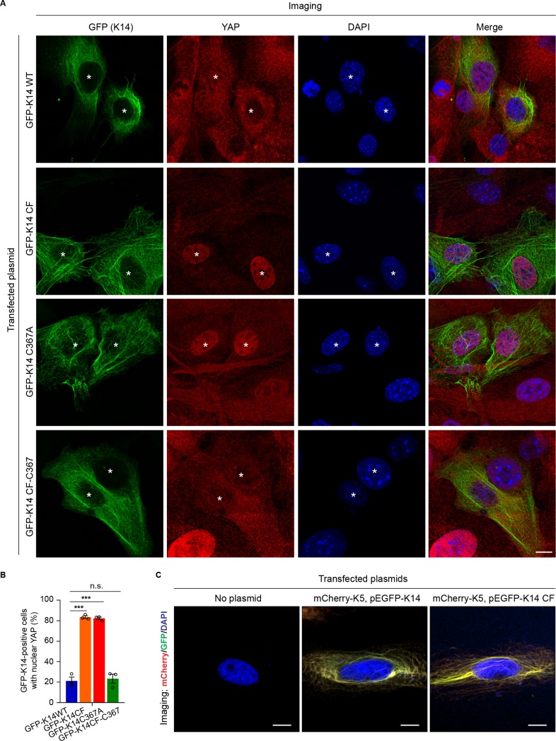 Figure 5—figure supplement 1.