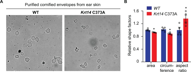 Figure 2—figure supplement 1.