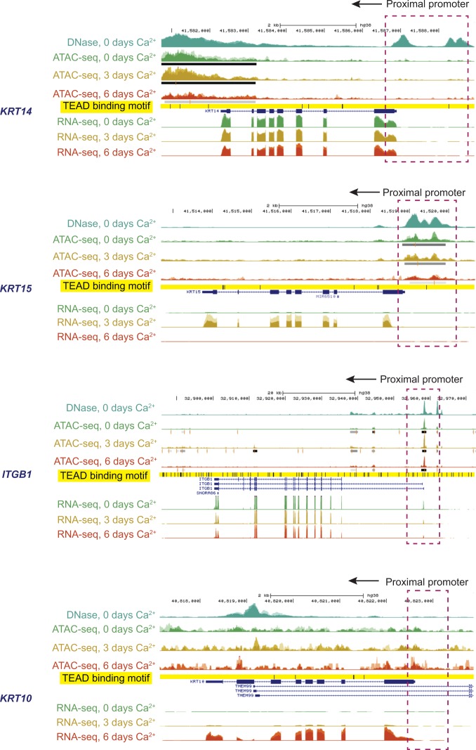 Figure 7—figure supplement 1.