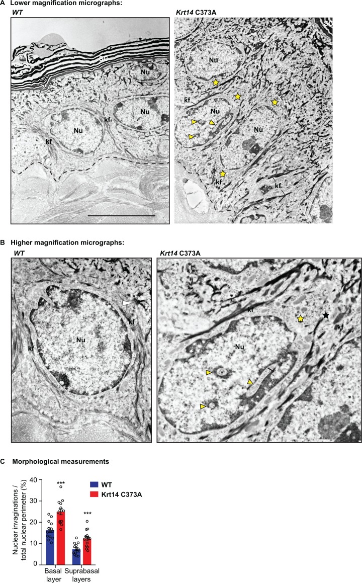 Figure 3—figure supplement 2.