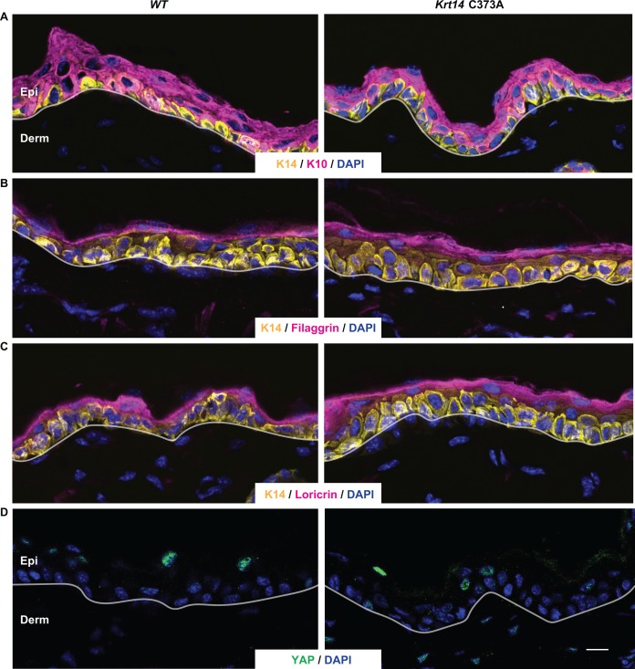 Figure 3—figure supplement 1.