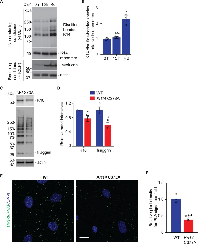 Figure 4—figure supplement 1.