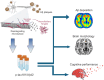 Graphical Abstract