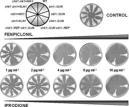 FIG. 5.