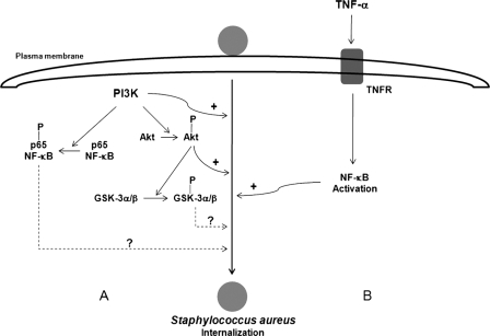 Fig. 8.