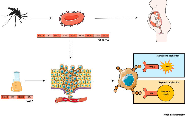 Figure 12