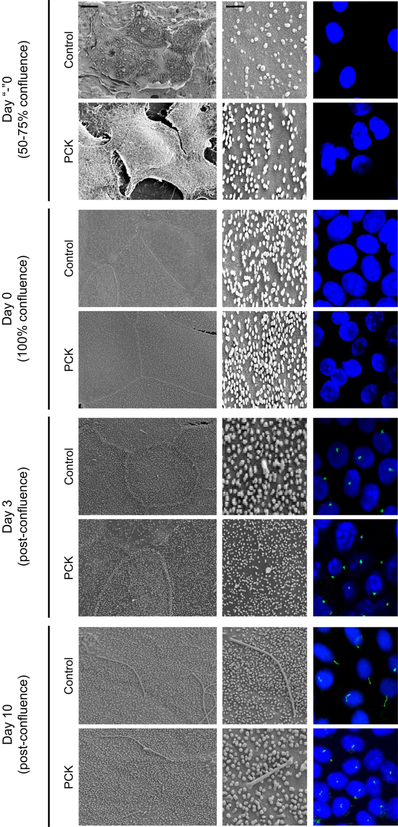 Figure 5