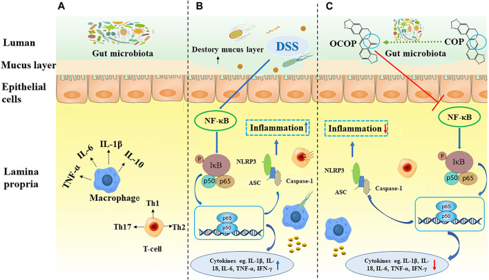 FIGURE 11