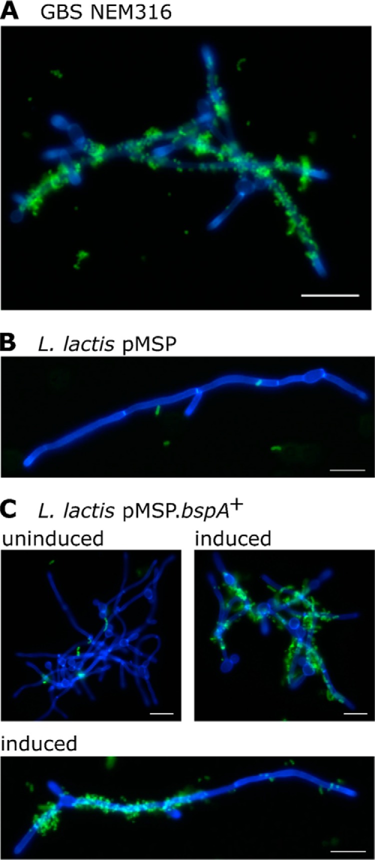 FIGURE 4.