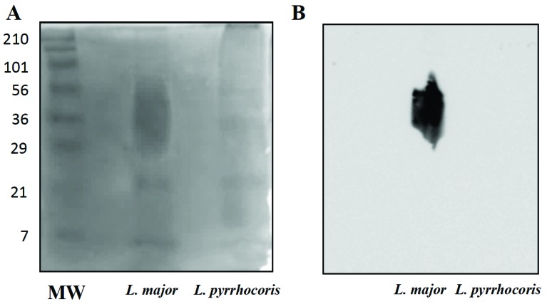 Fig. (3)