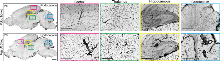 Figure 1—figure supplement 1.