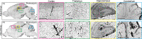 Figure 1—figure supplement 1.