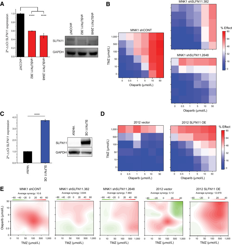 Figure 5. Knockdown and overexpression of SLFN11 modulates chemotherapeutic resistance in GSCs. A, Left, qPCR of SLFN11 expression in MNK1 GSCs transduced with a nontargeting control shRNA (shCONT) or shRNAs targeting SLFN11 (shSLFN11.382 and shSLFN11.2648). Gene expression is plotted as 2–ΔΔCt normalized to actin expression. Right, Western blot of the same samples for SLFN11 and GAPDH expression. B, Cell viability of MNK1 GSCs transduced with shCONT (left), shSLFN11.382 (top right), or shSLFN11.2648 (bottom right) following treatment with TMZ and olaparib. Cell viability relative to DMSO control is annotated on a blue–white–red scale, with blue indicating high viability, or minimal drug effect, and red indicating low viability, or strong drug effect. Doses are scaled categorically on the x-axis (olaparib) and y-axis (TMZ). C, Left, qPCR of SLFN11 expression in GSC 2012 transduced with an empty vector or an SLFN11 overexpression vector (OE). Gene expression is plotted as 2–ΔΔCt normalized to GAPDH expression. Right, Western blot of the same samples for SLFN11 and GAPDH expression. D, Cell viability of 2012 GSCs transduced with an empty vector (left) or OE vector (right). E, Synergy of TMZ and olaparib for each model, with red indicating high synergy and green indicating antagonism. All drug response experiments were performed in triplicate. Error bars in A and C, mean ± SD. Asterisks indicate significant differences between control and treatment samples: ****, P < 0.0001.