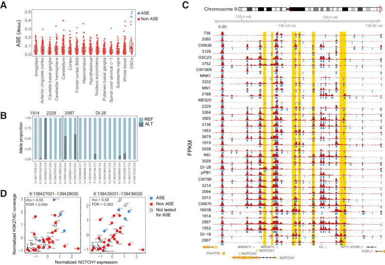 Figure 2. NOTCH1 exhibits recurrent allele-specific expression and association with multiple CREs. A, ASE estimates (aRNA) of NOTCH1 in GSC and normal brain and whole-blood samples from GTEx. B, The proportion of NOTCH1 RNA-seq reads matching the reference and alternate alleles at heterozygous sites in four GSCs with significant NOTCH1 ASE. Reads at these heterozygous variants are used to estimate ASE, but these variants are not necessarily the cause of ASE, which, for example, may be due to unobserved cis-regulatory mutations. C, The H3K27ac profile around NOTCH1. Samples are arranged in increasing order of gene expression, with the highest expression samples at the bottom. Blue bars below each track indicate H3K27ac peaks detected using MACS2. Putative CREs that are correlated with NOTCH1 gene expression (empirical P ≤ 0.05) are highlighted in gold. D, Spearman correlation between H3K27ac and NOTCH1 expression for two putative CREs. Each point is a sample. Samples are blue if they have significant ASE, red if they do not have significant ASE, and uncolored if ASE cannot be estimated (due to absence of a heterozygous variant).