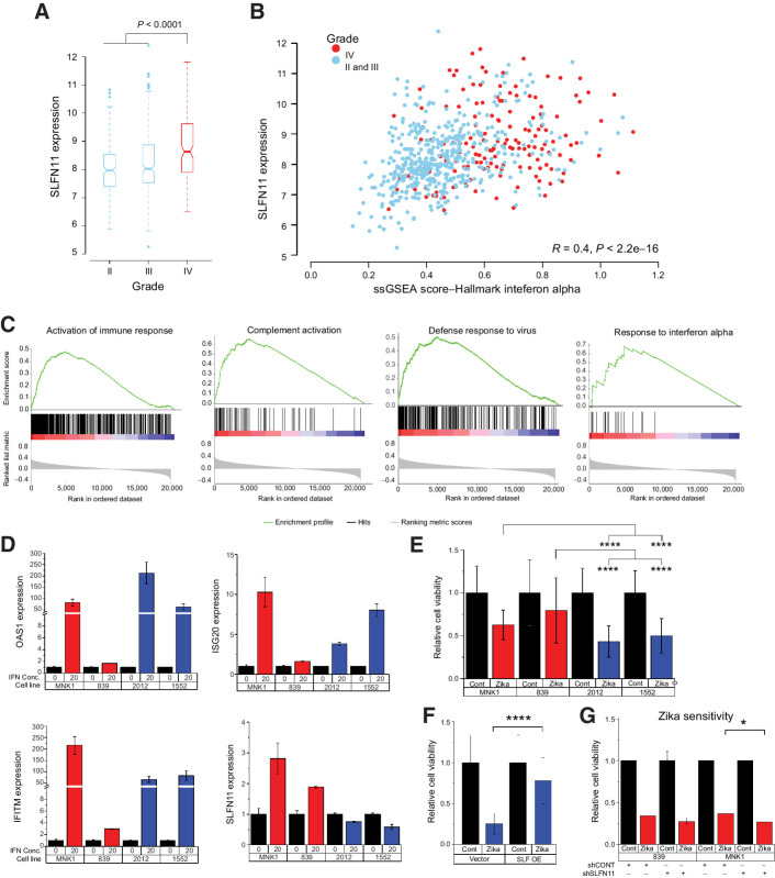 Figure 6. SLFN11 expression affects sensitivity of GSCs to Zika virus. A, Box plot of SLFN11 expression in The Cancer Genome Atlas database comparing grade II, III, and IV gliomas. Boxes are notched at the median and extend from the first to third quartiles, with whiskers extending from 5% to 95%. B, Correlation of SLFN11 expression with ssGSEA score for the Hallmark IFNα gene set by tumor. Grade II and III tumors are in blue and glioblastoma tumors are in red. C, GSEA plot of SLFN11 expression correlation with selected immune signatures from GO biological process or Reactome data sets. D, qPCR expression of IFNα-induced genes OAS1, IFITM, ISG20, and SLFN11 following 8 hours of treatment with 20 ng/mL of IFNα. Gene expression is plotted as 2–ΔΔCt normalized to GAPDH expression. E, Cell viability following incubation with Zika virus vs. empty control virus. Non-ASE samples, blue; ASE samples, red. Data were compared using two-way ANOVA for cell line and ASE status. F, Cell viability following incubation with Zika virus (blue) vs. control in 2012 GSCs transduced with an SLFN11 overexpression (OE) vector (left) or empty vector (right). Student t test was used to test for differences in expression. G, Cell viability following incubation with Zika virus (red) vs. control in SLFN11 KD vs. control 839 (left) or MNK1 (right) GSCs. Mean expression was compared using Student t test. For E–G, statistical testing was performed on normalized values as shown in the figure. Corresponding raw data are presented in Supplementary Fig. S4. Data in D are the average of two biological replicates (2012, 1552) or one experiment (839, MNK1), resulting in at least two biological replicates per condition (ASE vs. non-ASE). E and F, average of two biological replicates. Data in G are from one experiment per model, resulting in biological duplicates per condition (control vs. KD). Data are represented as mean ± SD. Asterisks indicate significant differences: *, P < 0.05; ****, P < 0.0001.