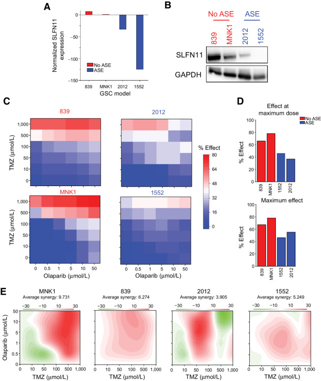 Figure 4. SLFN11 expression is associated with chemotherapeutic resistance in GSCs. A, qPCR of SLFN11 expression in GSCs without ASE of SLFN11 (839 and MNK1; red) compared with GSCs with ASE of SLFN11 (2012 and 1552; blue). Gene expression is plotted as 2–ΔΔCt, with SLFN11 expression for each sample normalized to GAPDH expression and then compared with MNK1. Values <1 were transformed by taking the negative inverse. Data are represented as mean ± SD. B, Western blot of the same non-ASE (red) and ASE (blue) GSCs for SLFN11 and GAPDH expression. C, Cell viability of each GSC (left, non-ASE; right, ASE) following treatment with TMZ and olaparib. Cell viability relative to DMSO control is annotated on a blue–white–red scale, with blue indicating high viability, or minimal drug effect, and red indicating low viability, or strong drug effect. Doses are scaled categorically on the x-axis (olaparib) and y-axis (TMZ). D, Top, effect of the maximum combinatorial drug dose on cell viability for non-ASE (red) and ASE (blue) GSCs. Bottom, maximal effect achieved at any dose for each model. Percent effect on reduction of cell viability is measured on the y-axis. E, Synergy of TMZ and olaparib for each model, with red indicating high synergy and green indicating antagonism. C–D, average of two biological replicates per model.