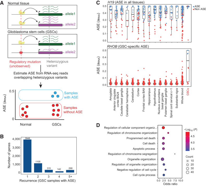 Figure 1. Discovery of genes with recurrent allele-specific expression in GSCs. A, Schematic of approach. ASE is the higher expression of one allele of a gene compared with the other allele and can be used to detect the effects of cis-regulatory mutations, even when the cis-regulatory mutation is unobserved. ASE is estimated from RNA-seq reads that overlap heterozygous variants within exons. We identify genes that exhibit ASE in GSCs more frequently than in normal tissues. B, Recurrence of ASE in GSCs. The histogram indicates the number of GSCs with ASE (FDR corrected P ≤ 10%) across 42 patient-derived GSCs, for genes that have ASE in at least one sample. C, Estimated ASE (aRNA) for GSCs and normal brain and whole-blood samples from GTEx for a known imprinted gene, H19 (top) and RHOB (bottom). Each point is a sample. Points are colored based on the significance of ASE (likelihood ratio test FDR ≤ 10%). D, GO analysis of 118 genes that are enriched for ASE in GSCs compared with normal samples. The figure shows the top 10 GO categories.