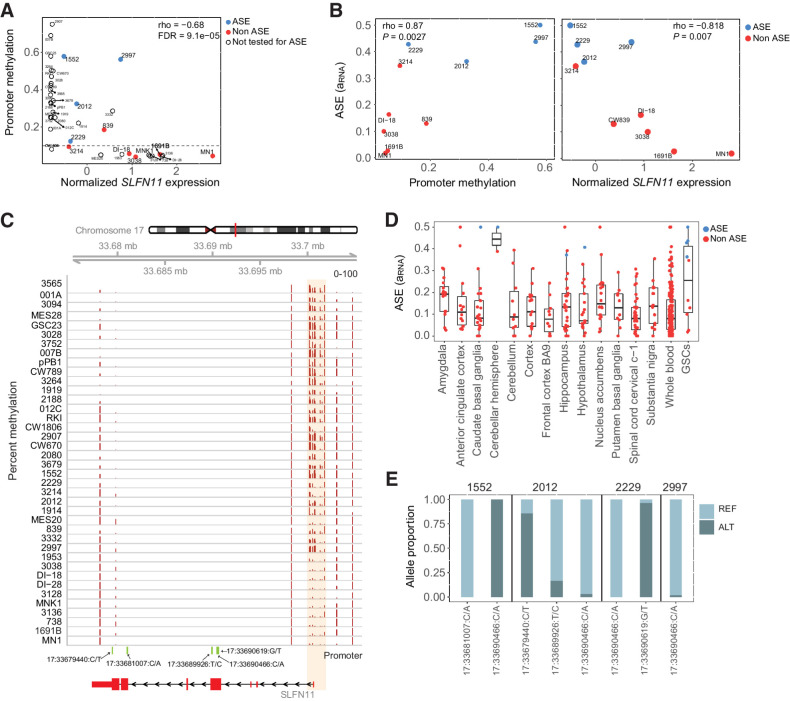 Figure 3. SLFN11 gene expression and allele-specific expression are correlated with promoter methylation. A, Scatterplot showing correlation between gene expression and mean promoter methylation (βpromoter) in GSCs. Samples are blue if they have significant SLFN11 ASE, red if they do not have significant ASE, and uncolored if ASE could not be estimated due to lack of a heterozygous variant. B, Correlation between ASE and promoter methylation or gene expression. ASE is positively correlated with promoter methylation but negatively correlated with gene expression. C, CpG methylation around the promoter region of SLFN11. Samples are arranged by increasing order of gene expression, with the highest expression sample at the bottom. D, Estimated ASE for SLFN11 in GSCs compared with normal brain and whole-blood samples from GTEx. E, The proportion of SLFN11 RNA-seq reads from the reference and alternate alleles at heterozygous sites in four GSCs with significant SLFN11 ASE.