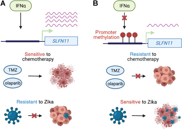 Figure 7. Model of SLFN11 expression and therapeutic response. A, Interferon alpha increases SLFN11 expression when its promoter is unmethylated. GSCs with high SLFN11 expression are sensitive to TMZ and olaparib because they undergo apoptosis in response to DNA damage. However, GSCs with high SLFN11 expression are resistant to Zika virus because SLFN11 restricts flavivirus replication. B, IFNα fails to induce SLFN11 expression when its promoter is methylated. Glioma stem cells with low expression of SLFN11 are resistant to chemotherapy, but sensitive to Zika virus.