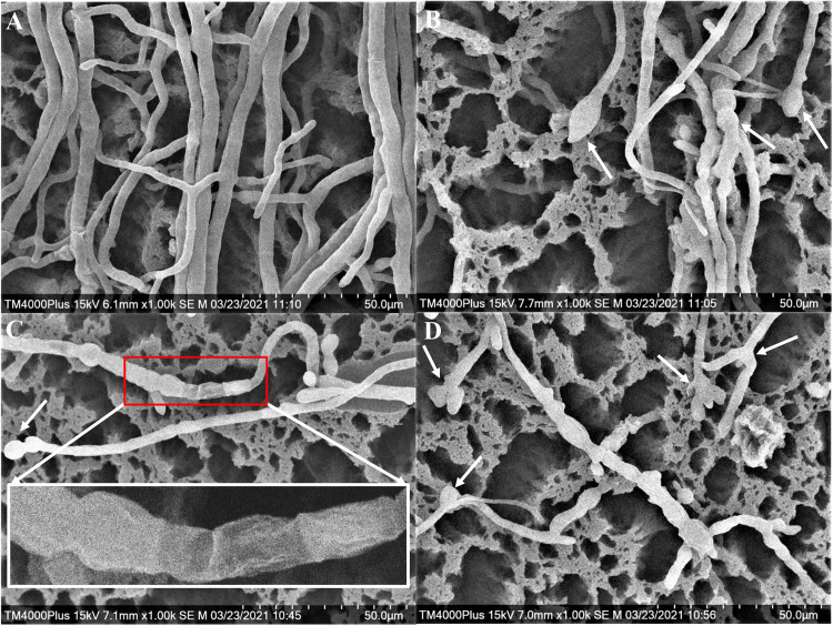 FIGURE 4