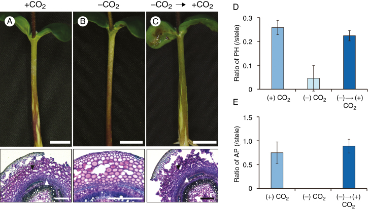 Fig. 5.