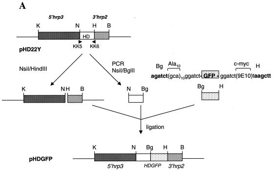 FIG. 1