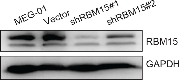 Figure 4—figure supplement 2.