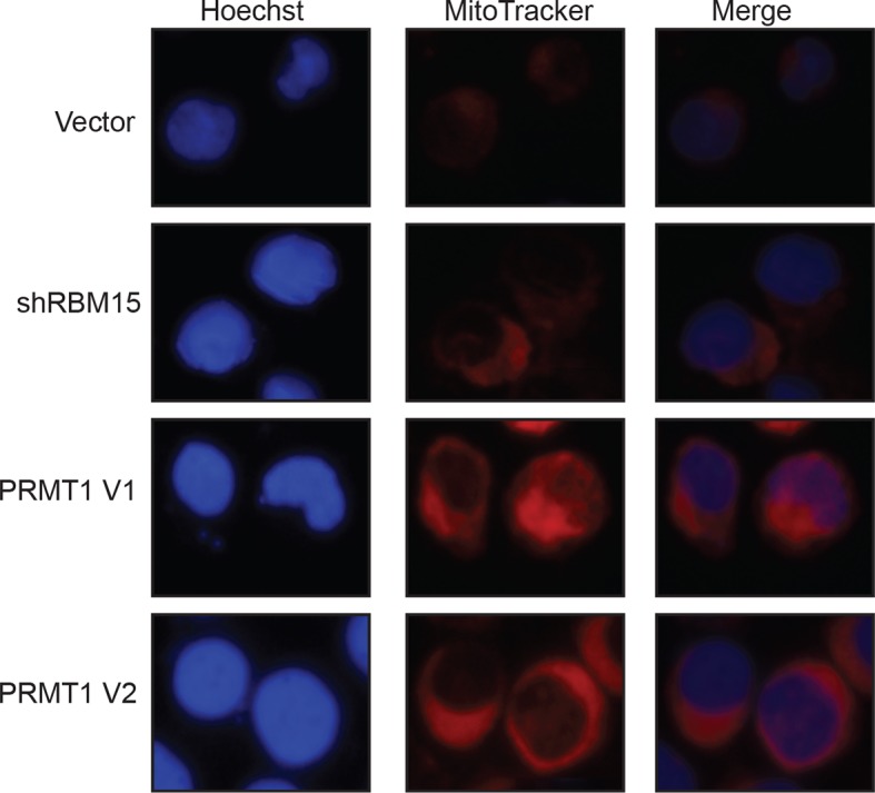 Figure 5—figure supplement 3.