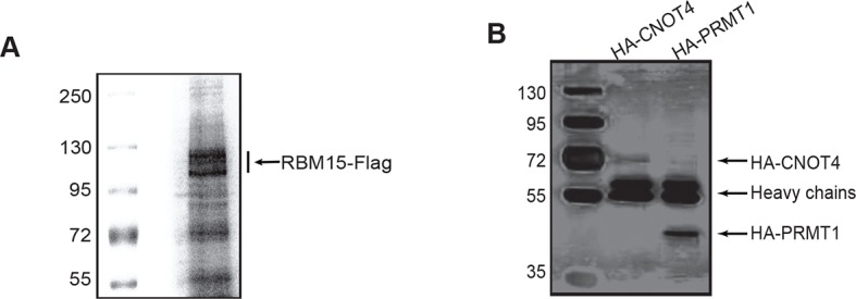 Figure 3—figure supplement 1.