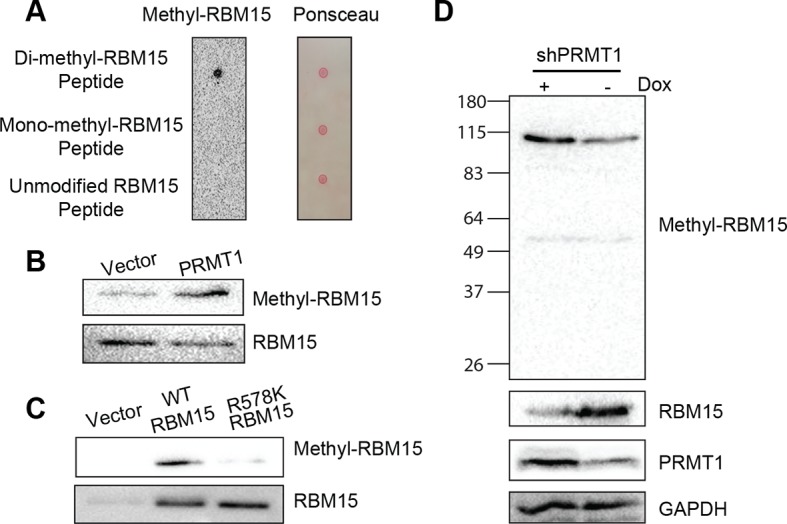 Figure 1—figure supplement 4.