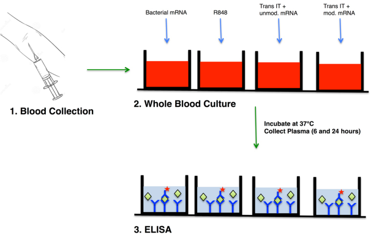 graphic file with name BioProtoc-10-24-3850-ga001.jpg