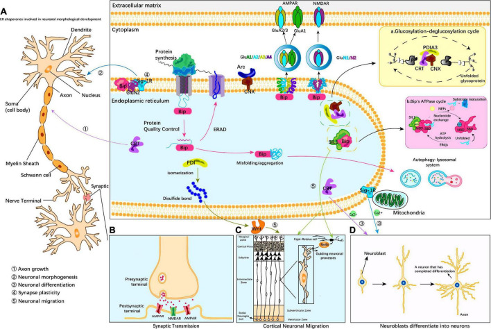 The Regulatory Role Of Endoplasmic Reticulum Chaperone Proteins In ...