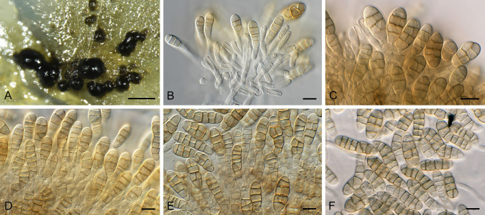 Fig. 38