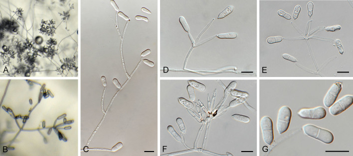 Fig. 22