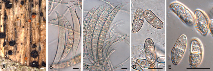 Fig. 24