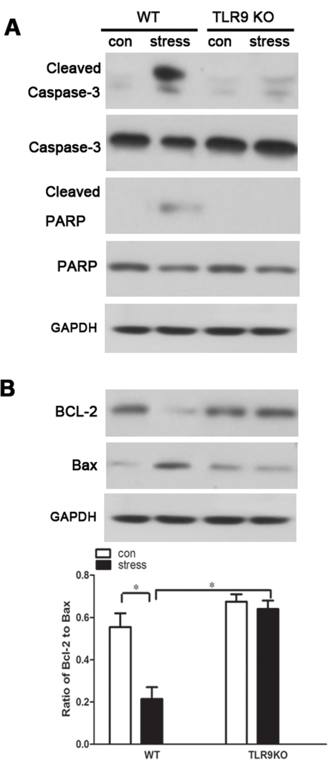 Fig 5