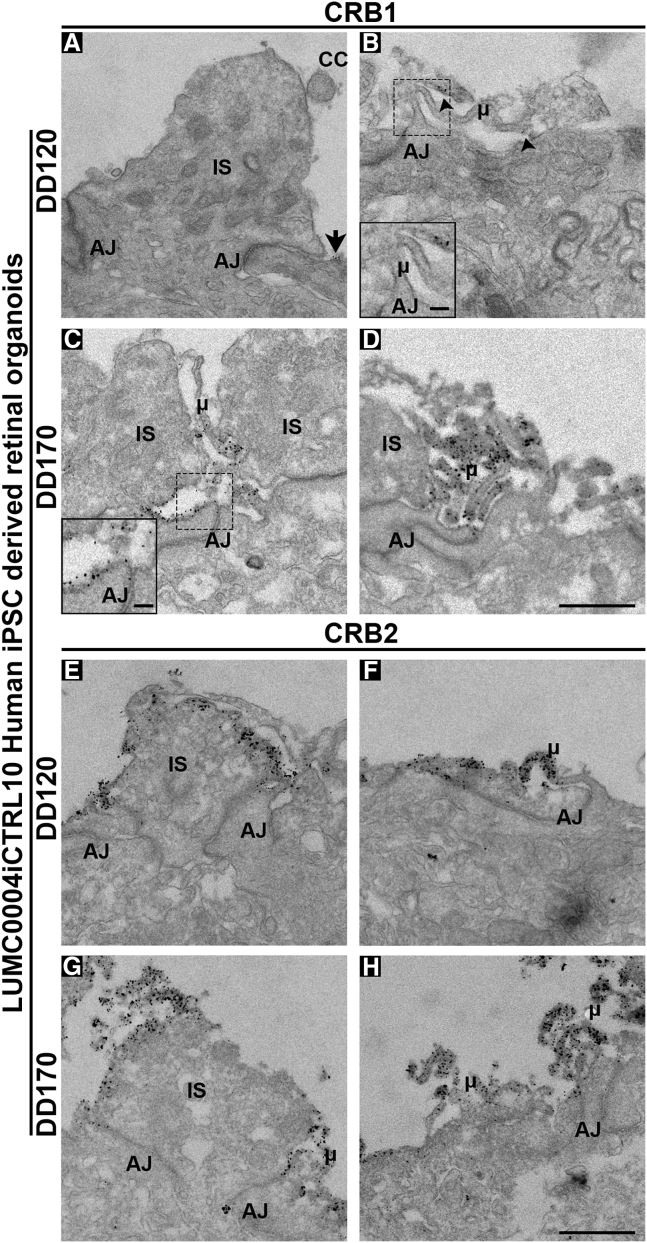 Figure 3